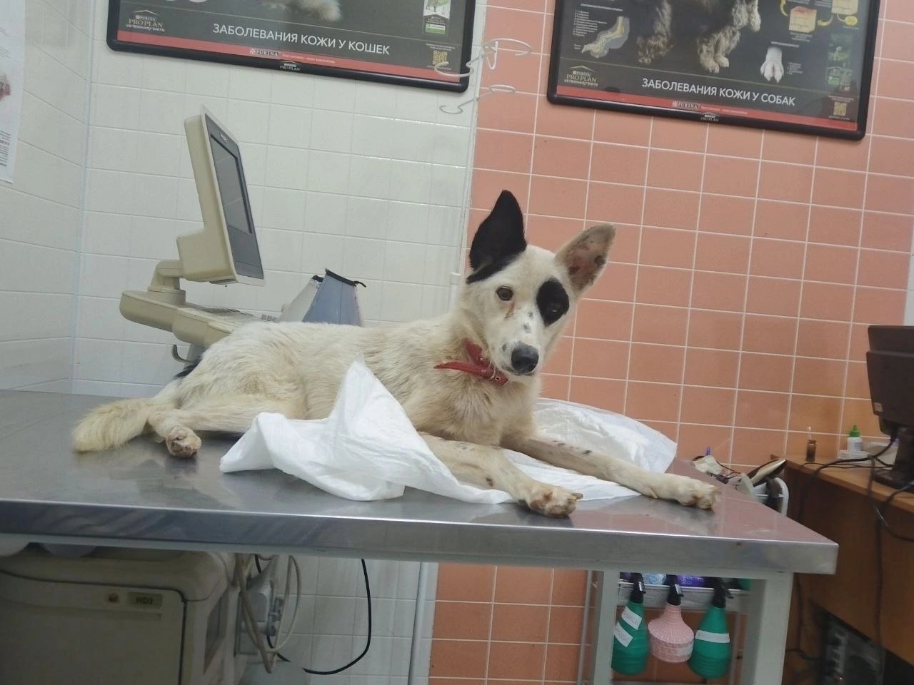 Собака из приюта Рич