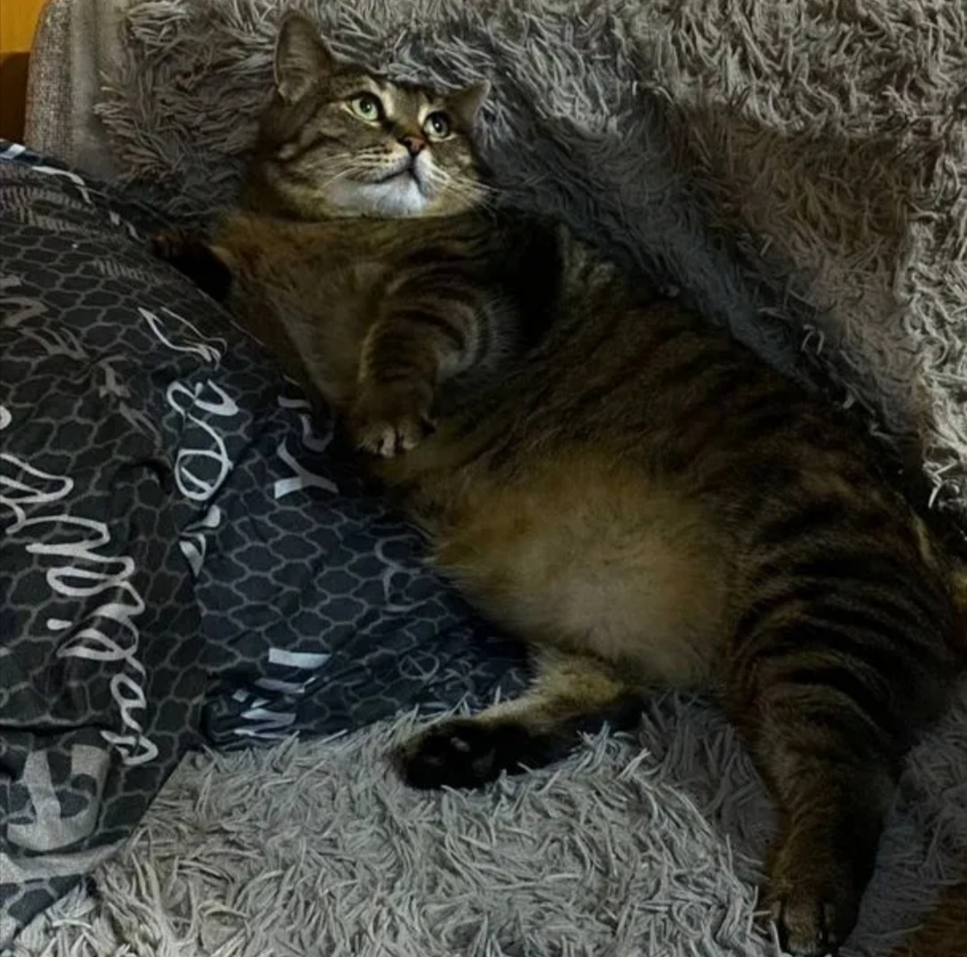 Кошка, спасенная от бомжа 1