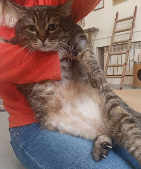 Кошка, спасенная от бомжа 2