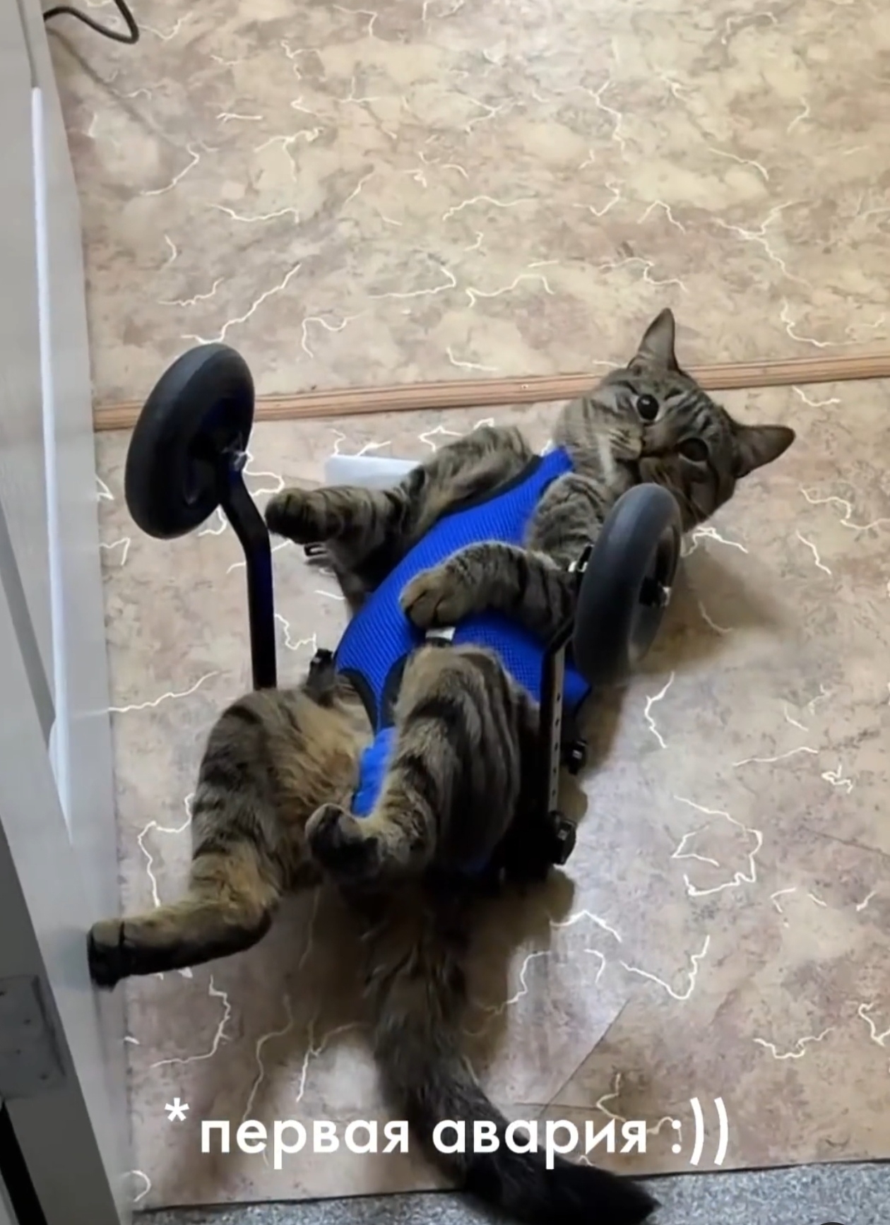 Кот на 6 лапах