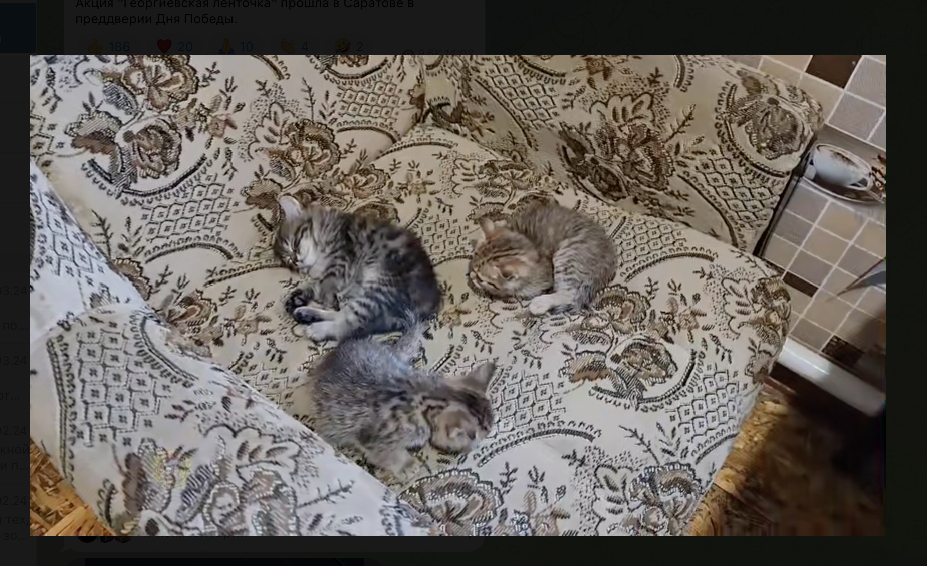 Маруся с котятами