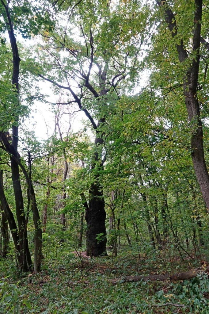 Кумыска лес