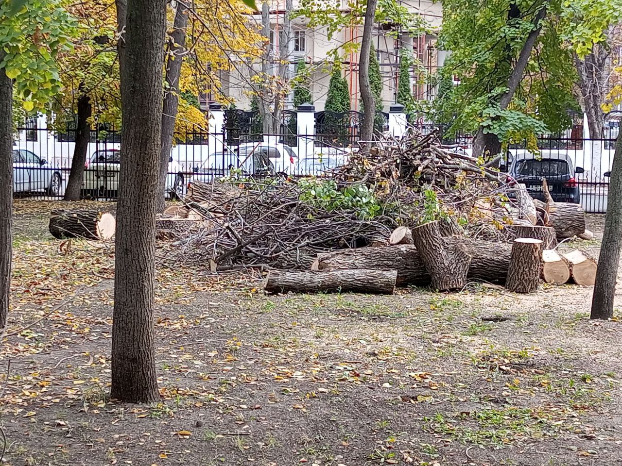 Липки октябрь 2025 1