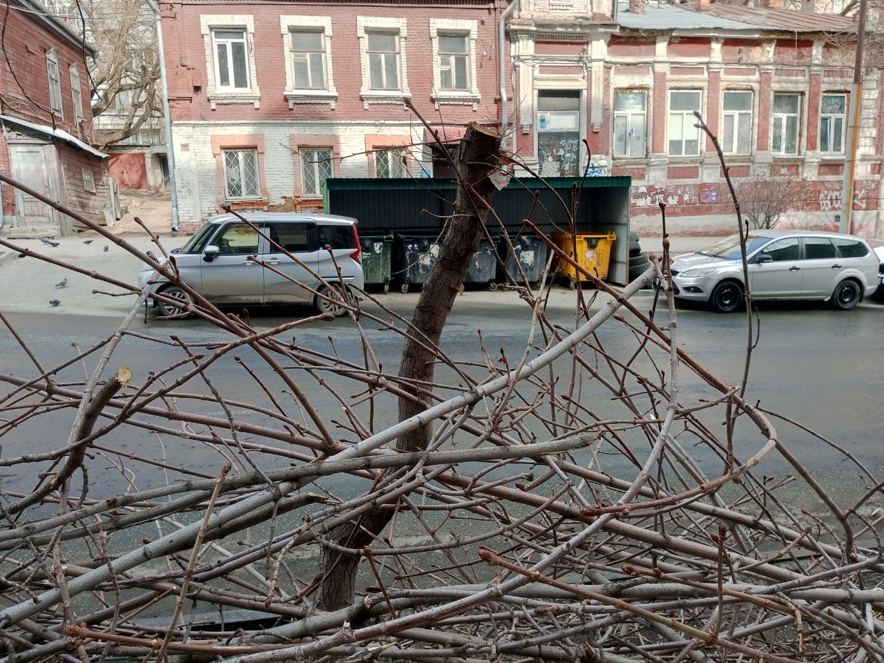 В Саратове деревья варварски вырубаются целыми улицами