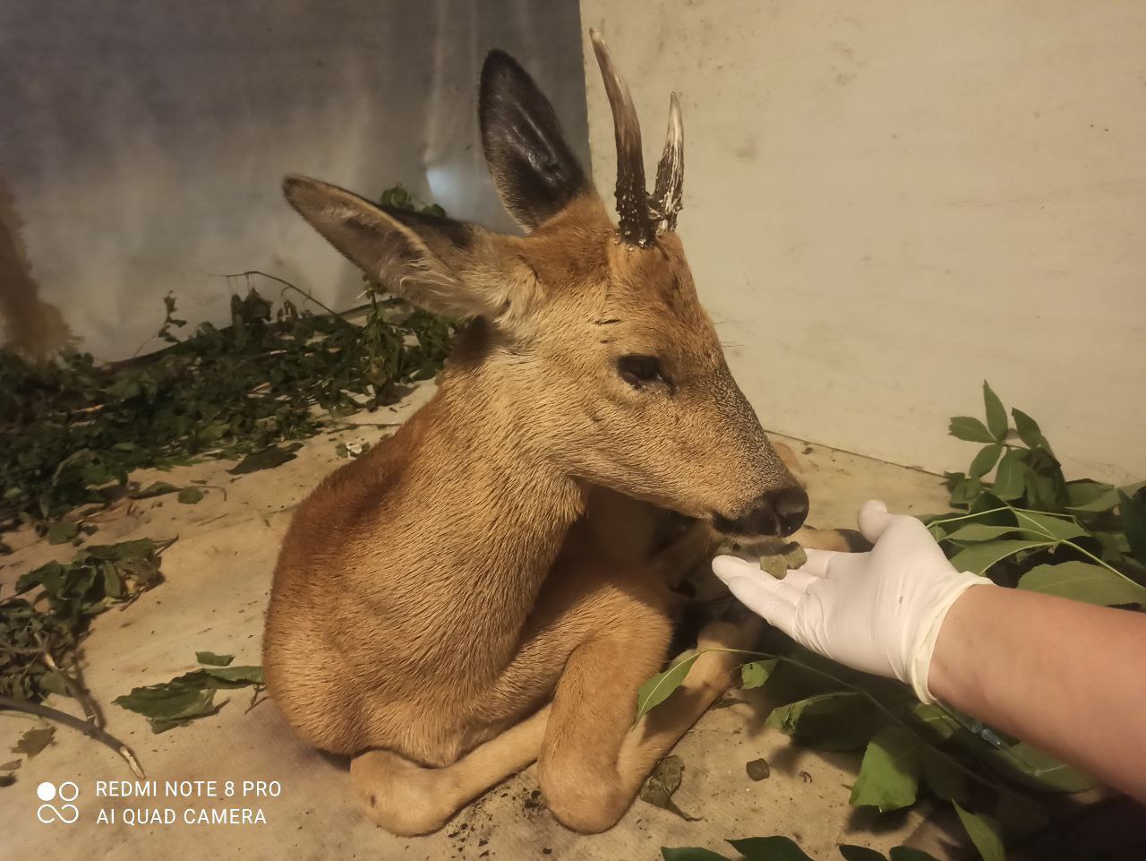 Раненая косуля Мудрый Рух