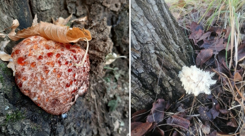 Саратовцы выйдут на поиски «кровоточащего зуба» Саратовцы выйдут на поиски «кровоточащего зуба»
