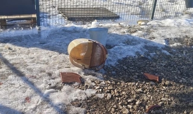 Саратовцы оставили у приюта кошку в переноске и обрекли ее на мучительную смерть Саратовцы оставили у приюта кошку в переноске и обрекли ее на мучительную смерть