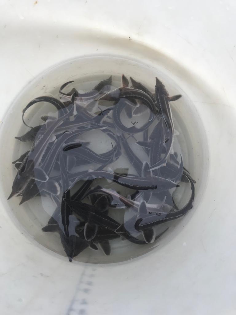 Выпуск стерляди