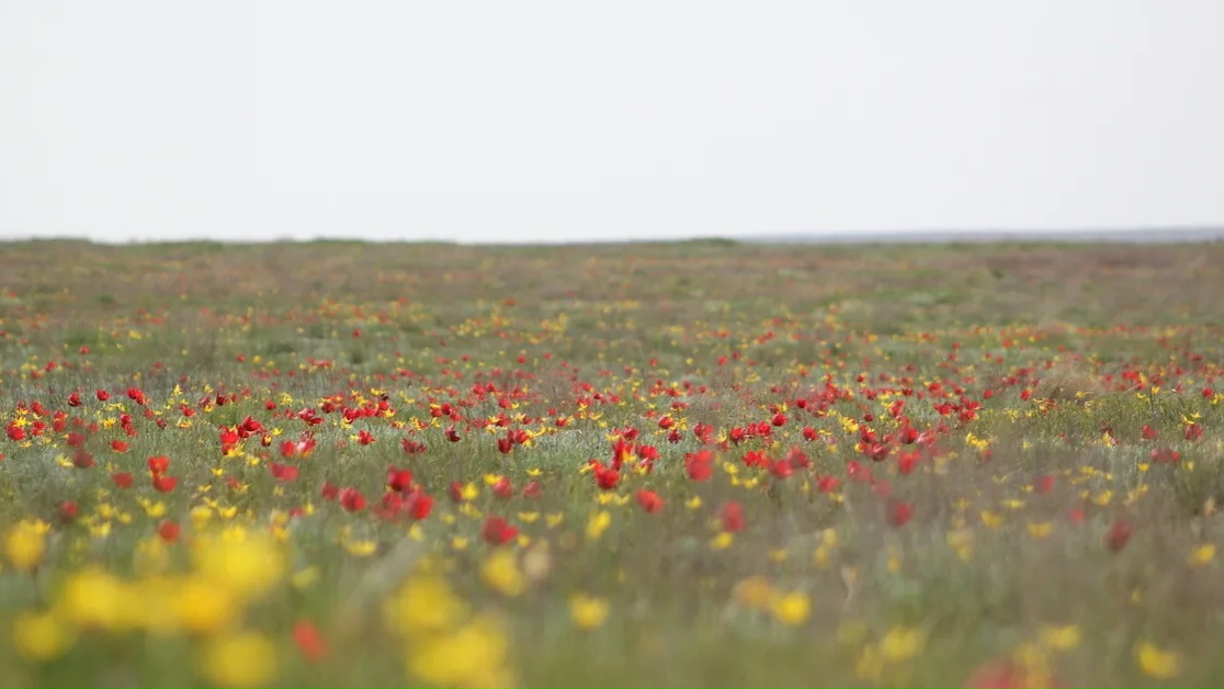 Тюльпаны цветут в апреле 2026 года