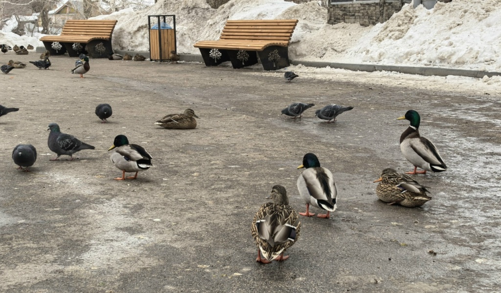 Утки в горпарке зимой 2