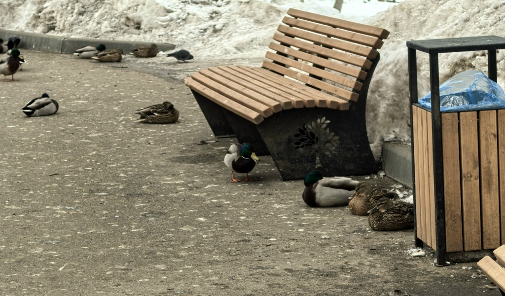 Утки в горпарке зимой 1
