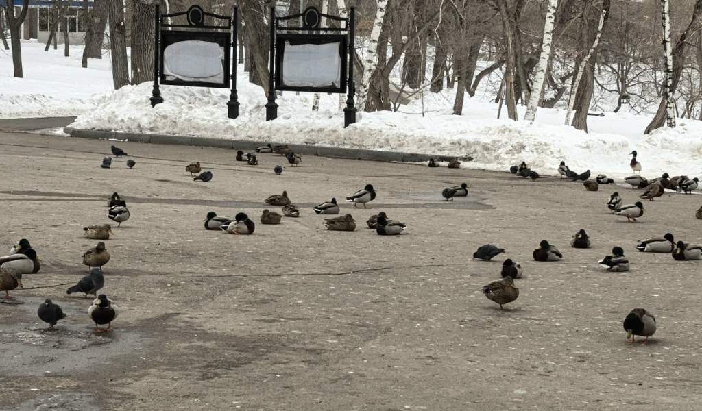Утки в горпарке зимой 3