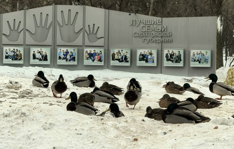 В горпарке Саратова оголодавшие утки отнимают еду у голубей В горпарке Саратова оголодавшие утки отнимают еду у голубей