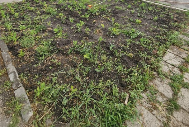 В саратовском райцентре будут дарить дубы