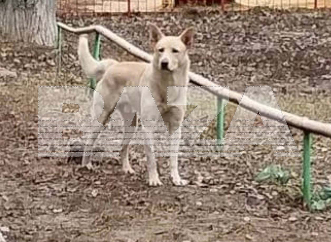 Молодой маме в Саратове бродячая собака откусила верхнюю губу