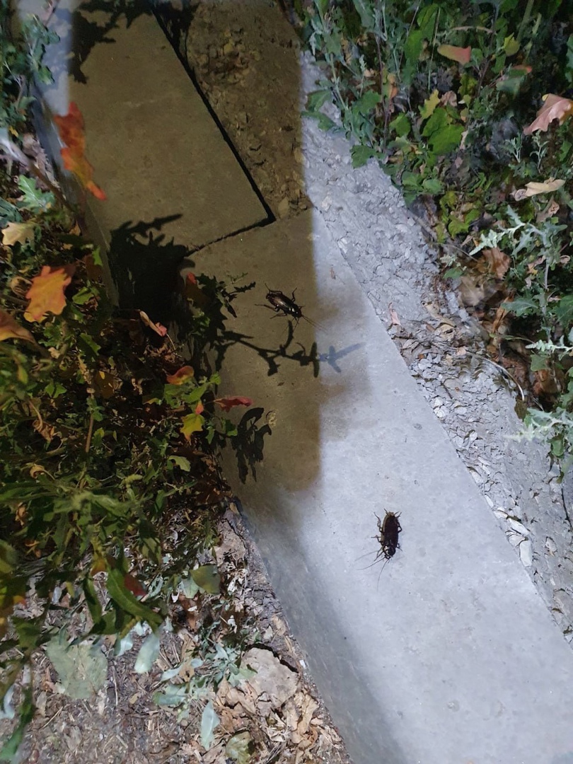 Тараканы заполонили Заводской район в Саратове