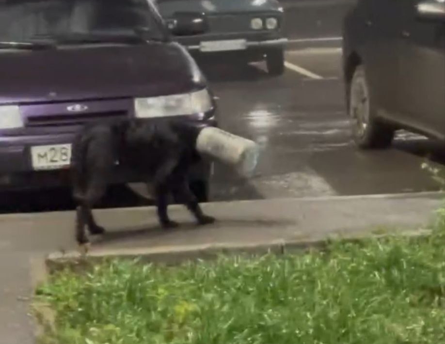 Теперь в Заводском районе Саратова волонтеры ищут собаку с бутылкой на голове